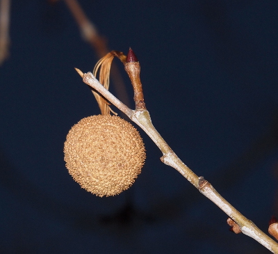 [A spherical brown ball hangs from the end of a branch. This was taken at night so the pod is lit from the camera flash. The rough surface of the pod is visible.]